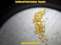 Alluvial gold particles measured by chikolo, Uganda