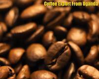 Vacancy: Business Administrator for (Coffee Trade - Export and Sales)